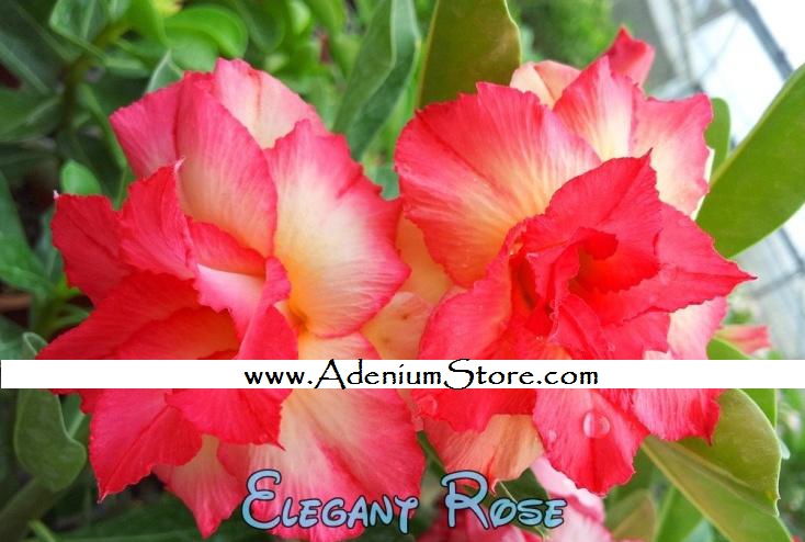 (image for) New Adenium \'Elegant Rose\' 5 Seeds